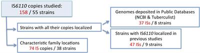 In-depth Analysis of IS6110 Genomic Variability in the Mycobacterium tuberculosis Complex